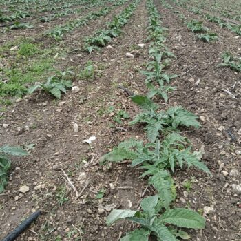 Ittiri_campi_piantine_carciofi_estate_3