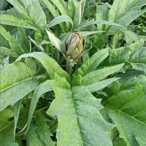 Carciofi DOP di Sardegna